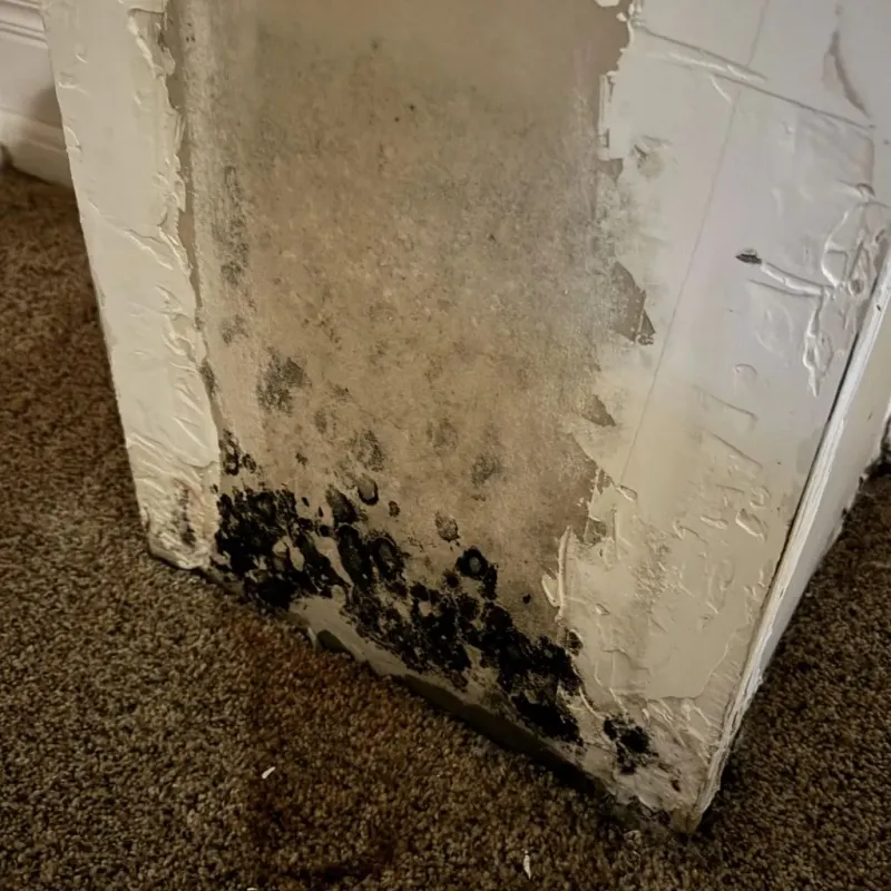 Professional Mold Removal in Fincastle, VA
